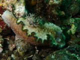 Glossodoris cincta