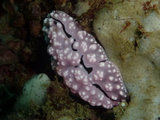 Phyllidiopsis pipeki