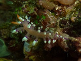 Flabellina exoptata