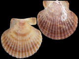 Variation3789