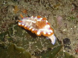 Chromodoris decora