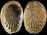 Haliotis australis