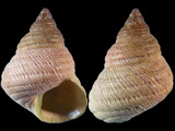 Cantharidus purpureus