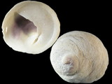 Sigapatella novaezelandiae