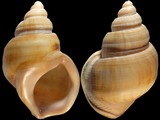 Struthiolaria vermis