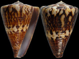 Variation37929
