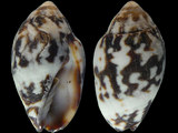 Variation37948