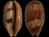 Cypraea argus