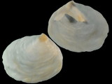 Crepidula walshi