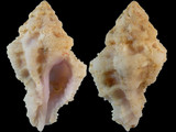 Muricodrupa fiscella