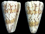 Conus imperialis