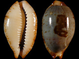 Cypraea stolida