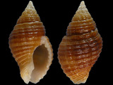 Pollia rubiginosa