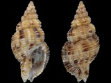 Prodotia shepstonensis