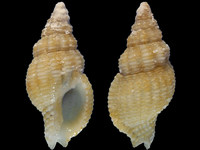 Variation18057