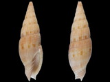 Vexillum costatum