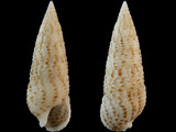 Cerithium nesioticum