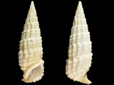 Rhinoclavis aspera