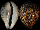 Cypraea tigris