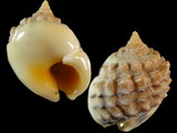 Variation18088