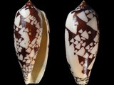 Conus aulicus