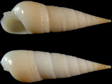 Variation28105
