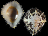 Scutellastra exusta