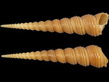 Turritella terebra