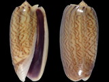 Oliva mustelina