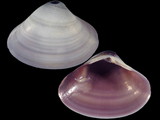 Mactra violacea