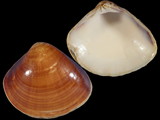 Variation18200