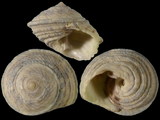 Variation1821