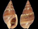 Nassarius corniculus