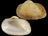 Variation28220