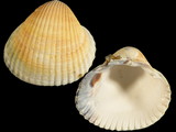Variation28225