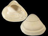 Variation38241