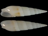 Hastula albula