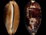 Cypraea testudinaria