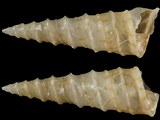 Turritella alba