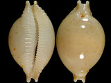 Cypraea cicercula