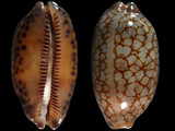 Cypraea scurra