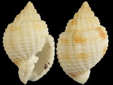 Cancellaria reticulata