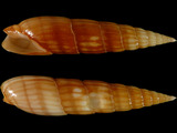 Variation38306