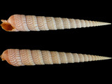 Terebra babylonia