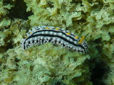 Phyllidia alyta