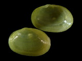 Scintilla crocea