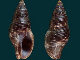 Pisania luctuosa