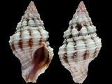 Variation28351