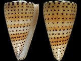 Conus litteratus