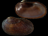 Variation38363